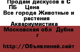 Продам дискусов в С-ПБ. › Цена ­ 3500-4500 - Все города Животные и растения » Аквариумистика   . Московская обл.,Дубна г.